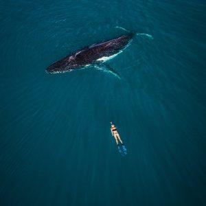 Whale Encounters