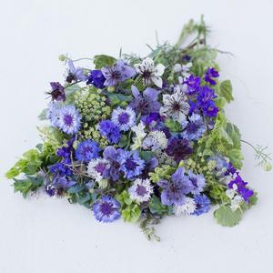 Seed Collection Hardy Annual Mix