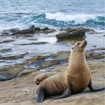 La Jolla Cove