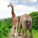 Natural Bridge Wildlife Ranch