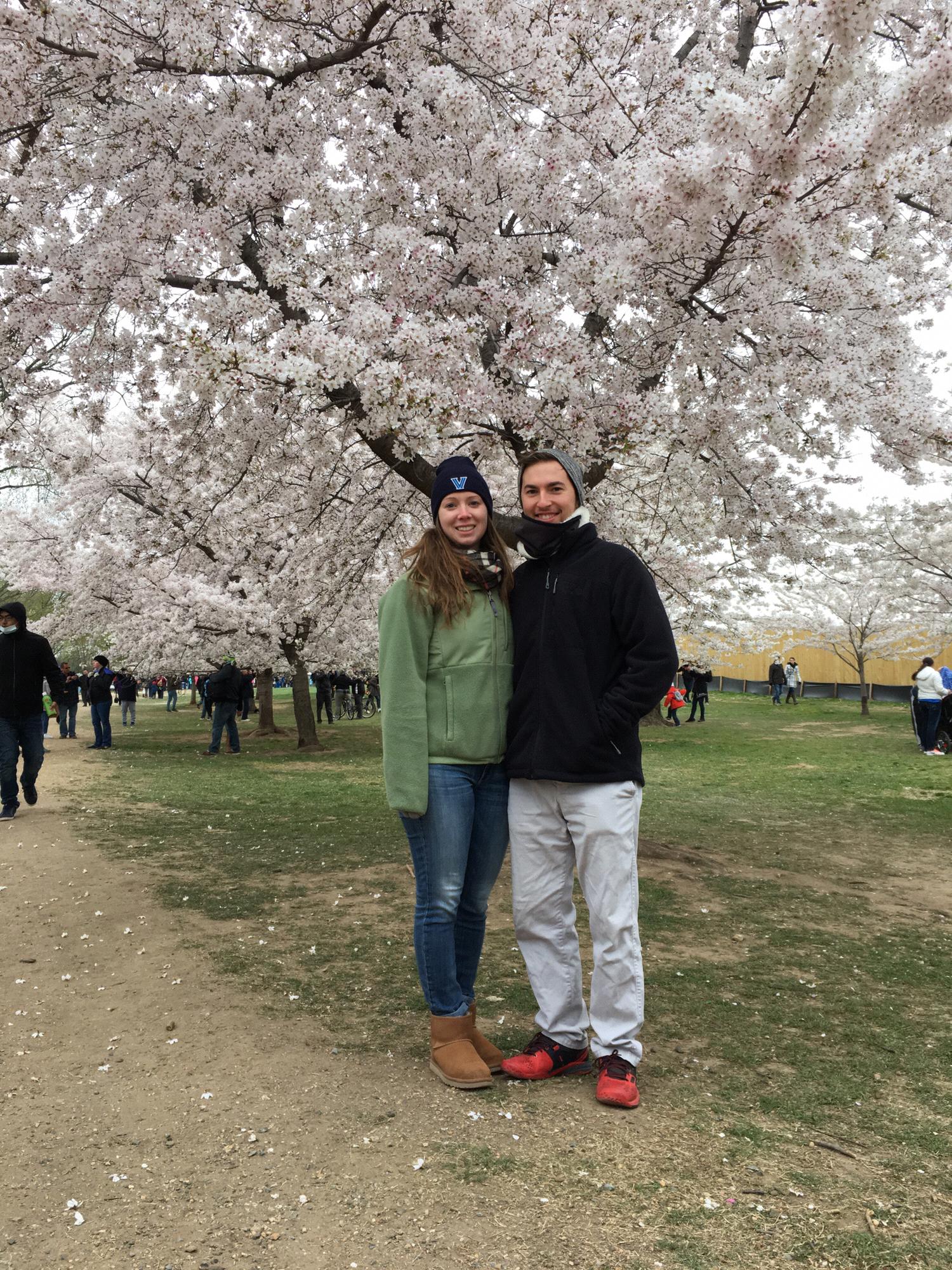 Cherry Blossoms 🌸