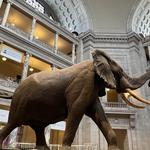 Smithsonian National Museum of Natural History