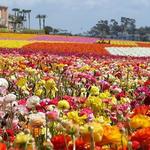 The Flower Fields