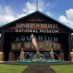 Wonders Of Wildlife National Museum & Aquarium