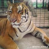 Mystic Jungle Educational Facility Inc.