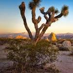 Joshua Tree National Park