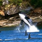 Visit the San Juan Islands