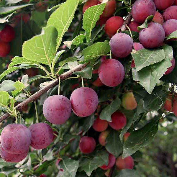 Plum Tree