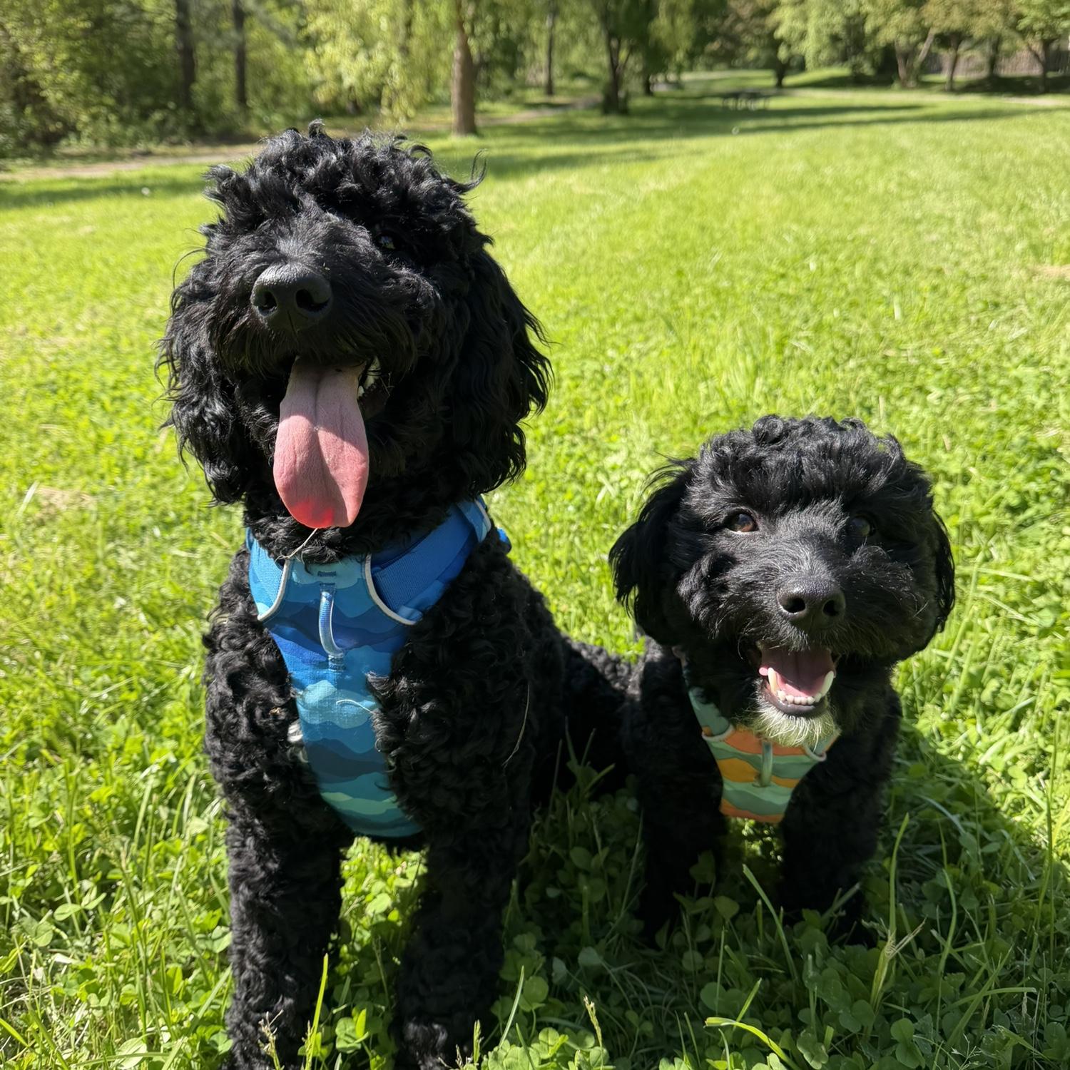 Our dogs! Milo (left) and Murphy (right)