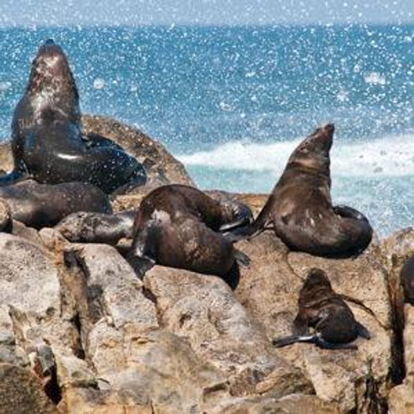 Dyer Island Seal Tour
