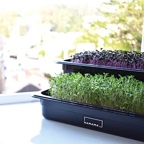 HAMAMA Home Microgreens Growing Kit, Grow Fresh Micro Greens Indoors Every Week, 30-Second Setup, Just Add Water. Includes Microgreens Tray, Microgreens Seeds. Cooking Gift. 100% Guaranteed to Grow.