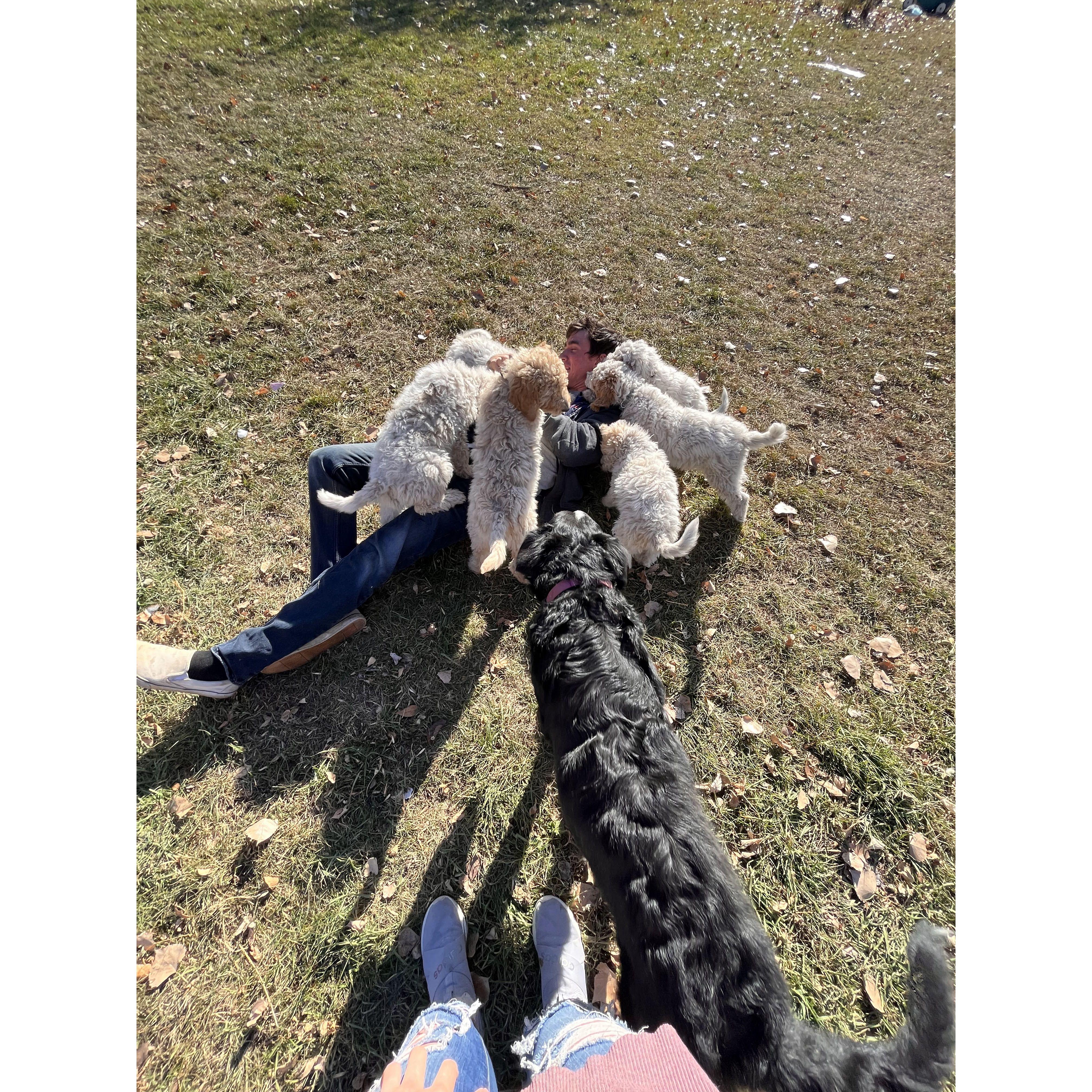 Our trip to ND. My parent's Sheepadoodle puppies had a lot of love for Micaiah.