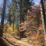 Heaps Peak Arboretum Day Use Area