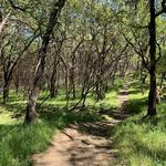 Redwood Trail