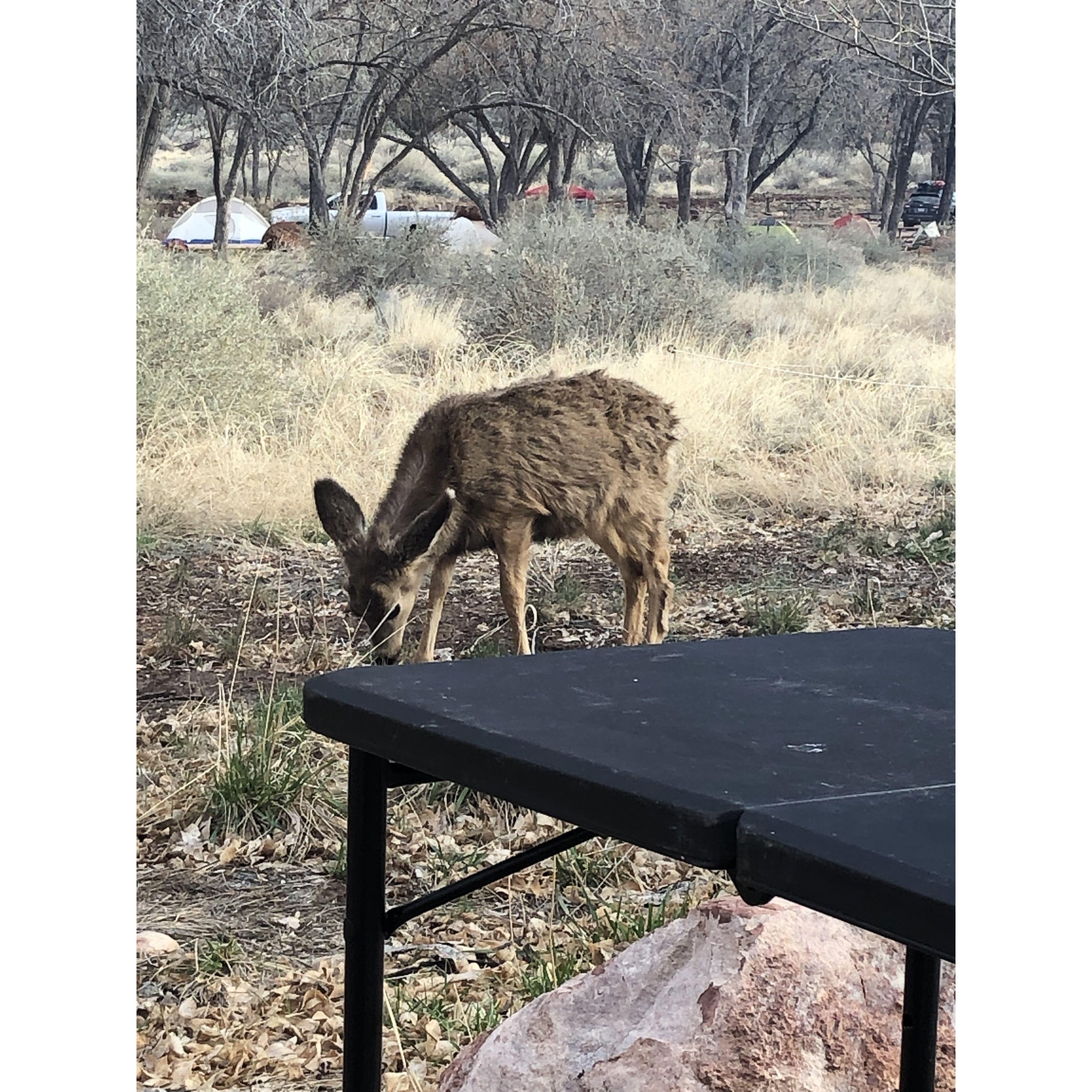 20 deer roamed our campsite - Zion National Park
