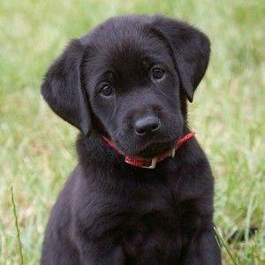 Puppy Adoption Fund
