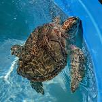 Turtle Hospital