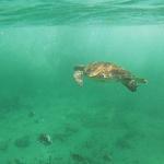 2-Hour Snorkeling in Two Spots of Tulum's Reef