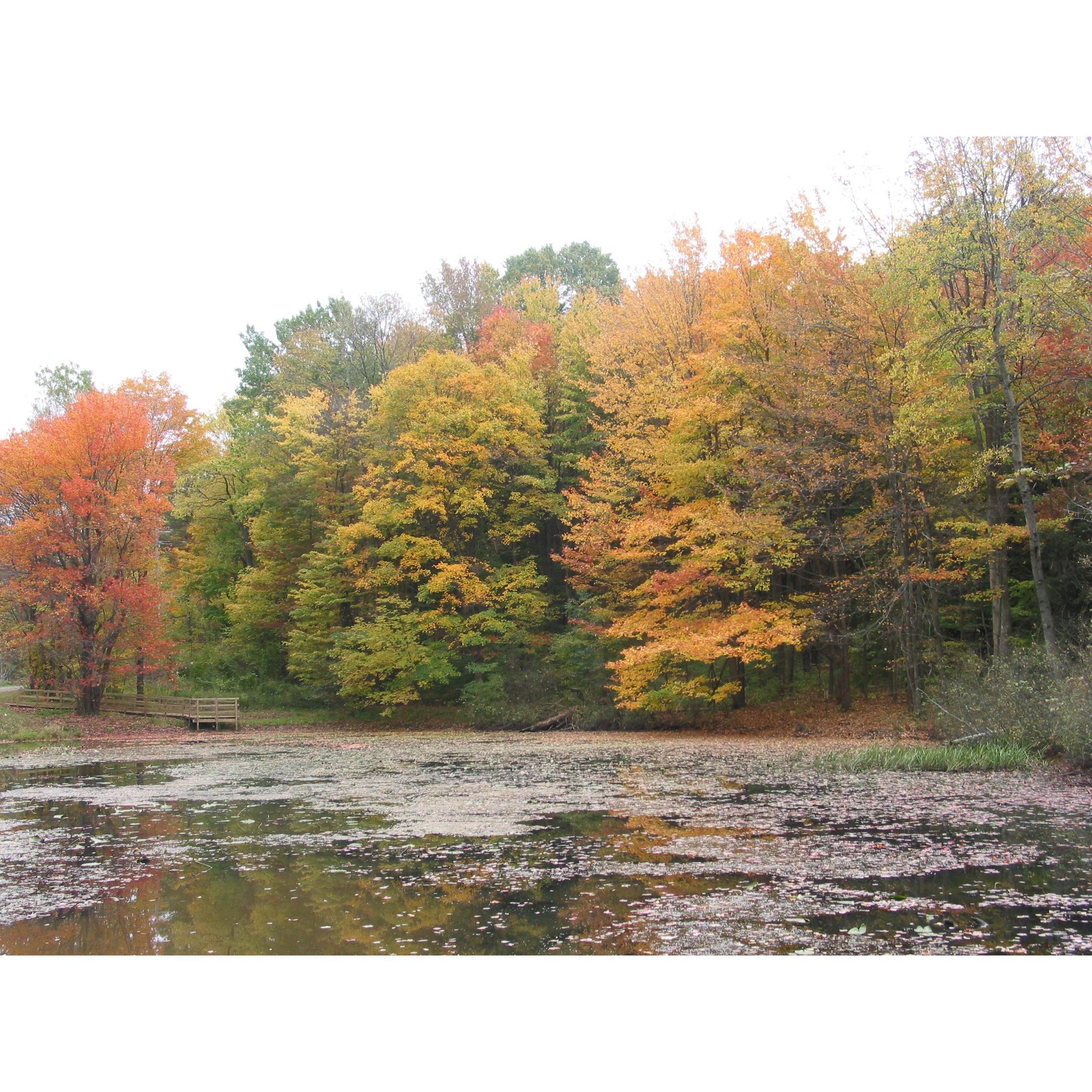 Pond at the Lodge