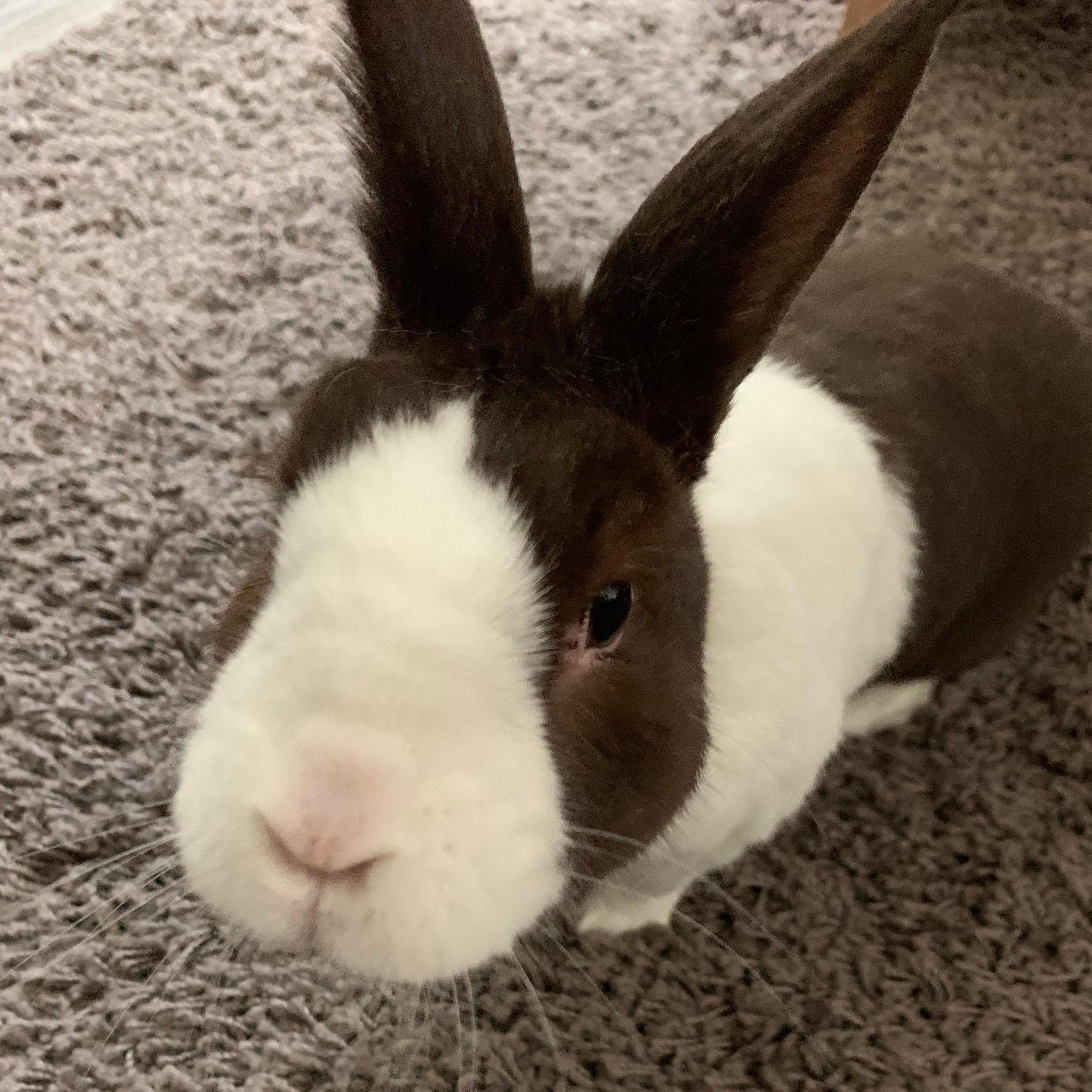 Our little bun boy!