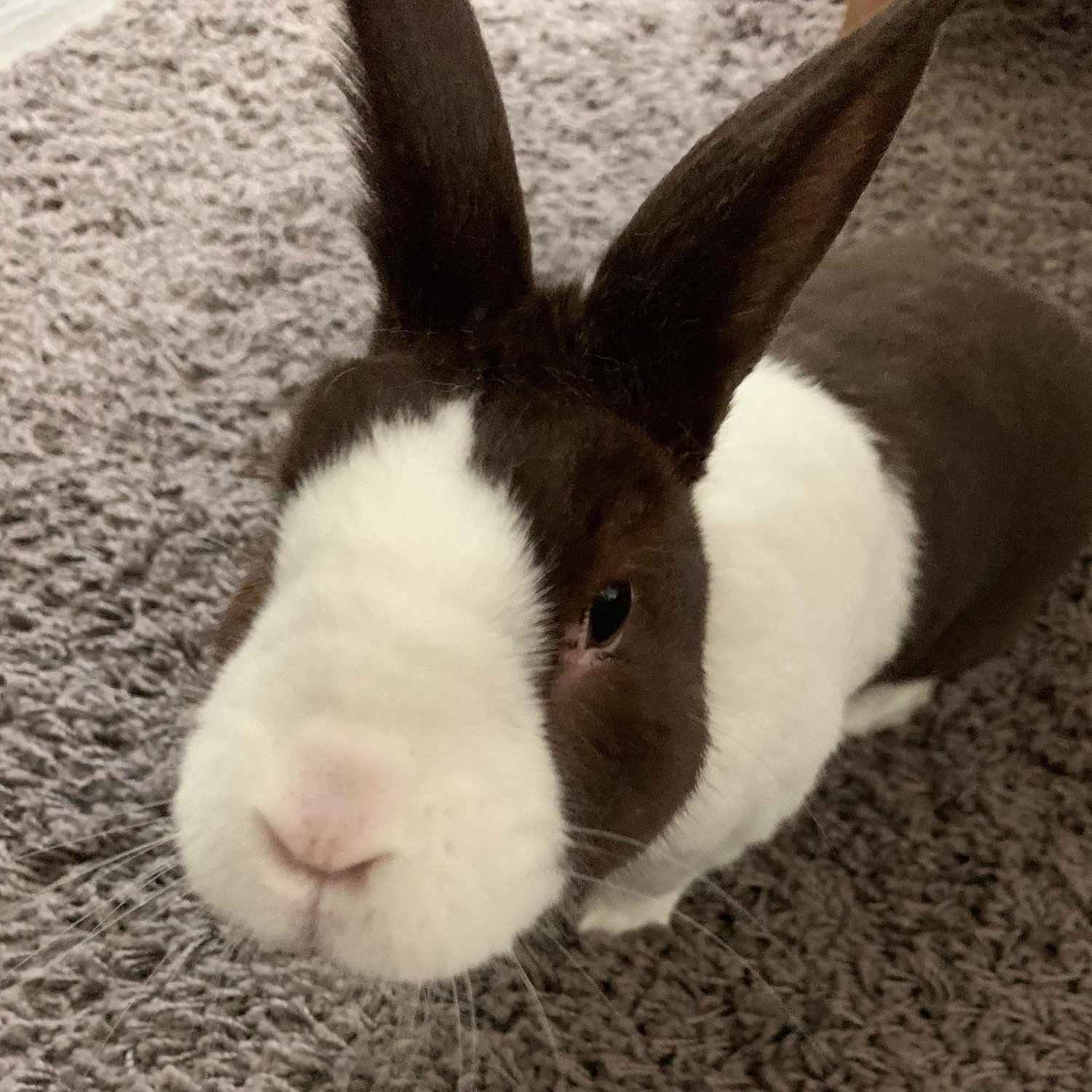 Our little bun boy!