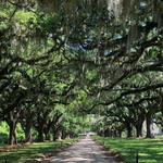 Boone Hall Plantation & Gardens