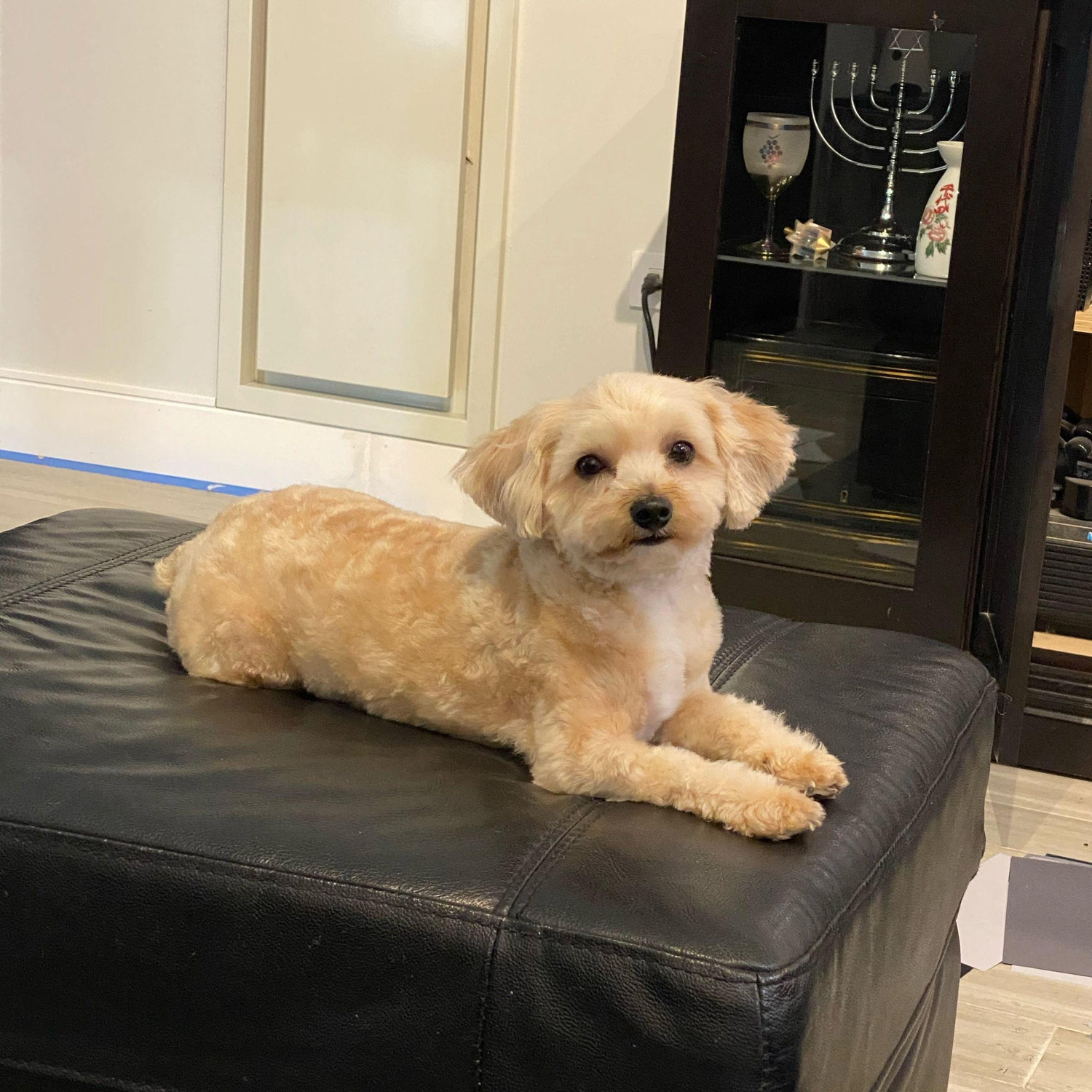 After our dog grooming business folded, Pebbles had to go back to the professionals.