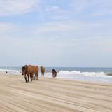 Corolla Wild Horse Tours