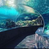 Ripley's Aquarium of the Smokies