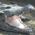 St. Augustine Alligator Farm Zoological Park