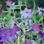 Cornell Botanic Gardens