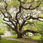 Magnolia Plantation and Gardens