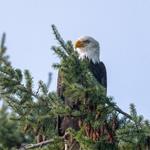 National Eagle Center