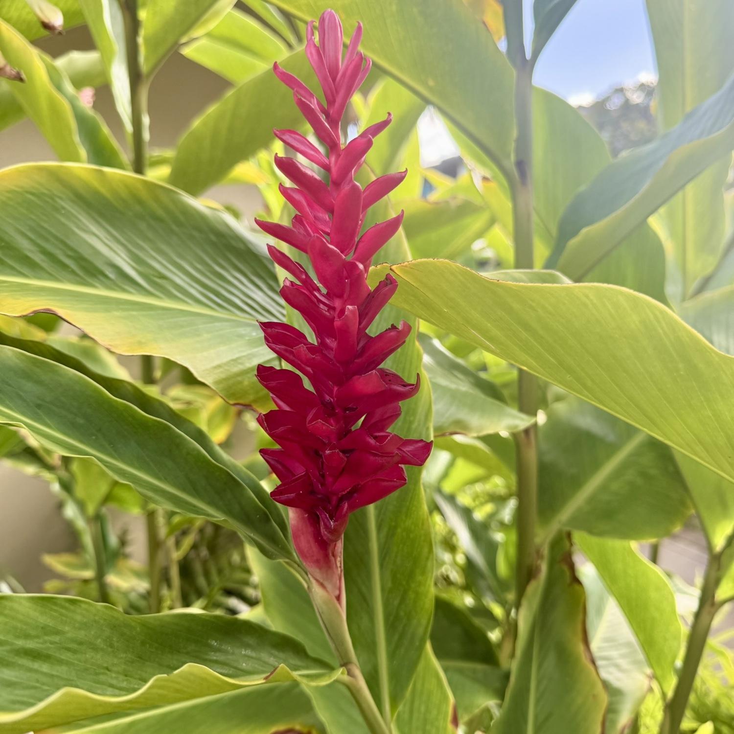 We LOVED all the florals & fruits/veggies in Kauai!
