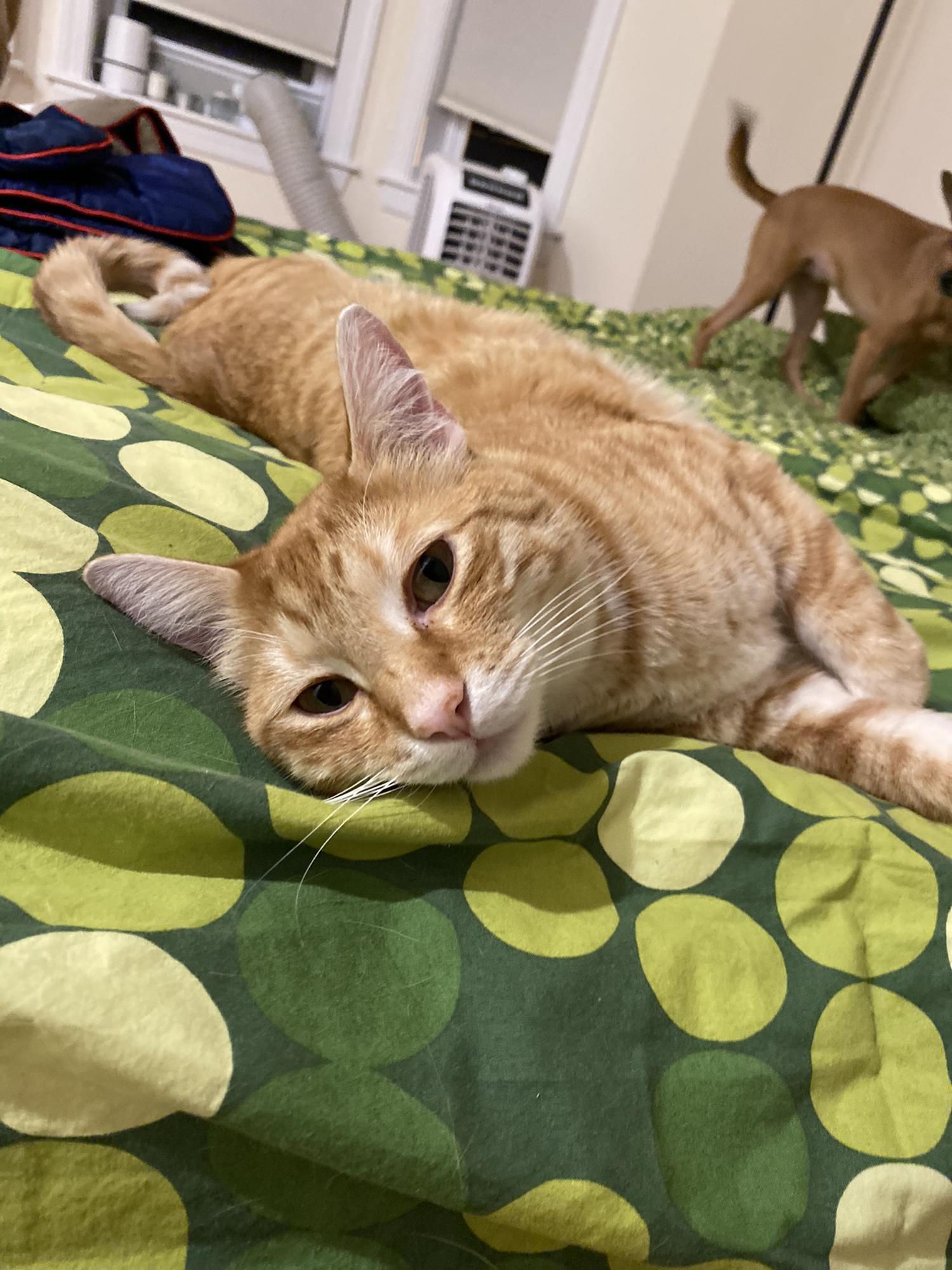 Toast relaxing