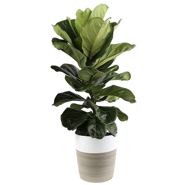 Costa Farms Ficus Lyrata Fiddle Leaf Fig Live Indoor Plant, 3-Foot, Fresh from Our Farm