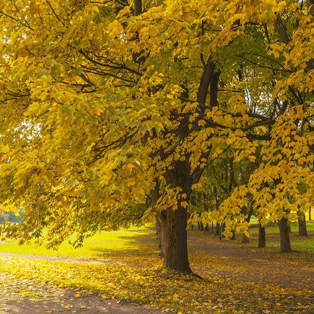 Silver Maple