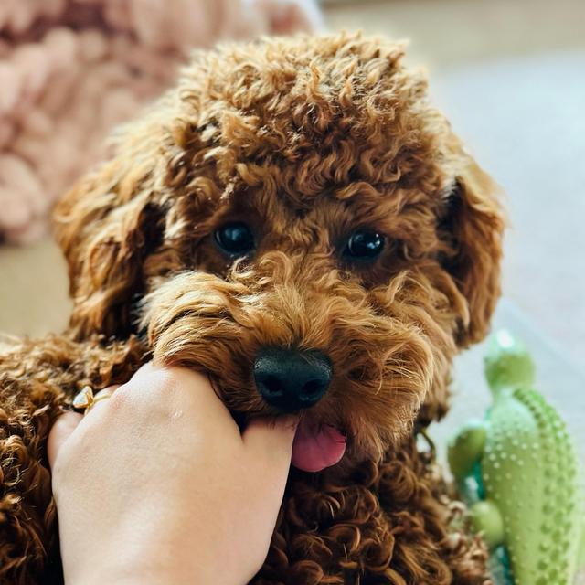 Charlie’s Toy & Treat Fund