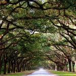 Wormsloe Historic Site