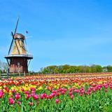 Tulip Time Festival