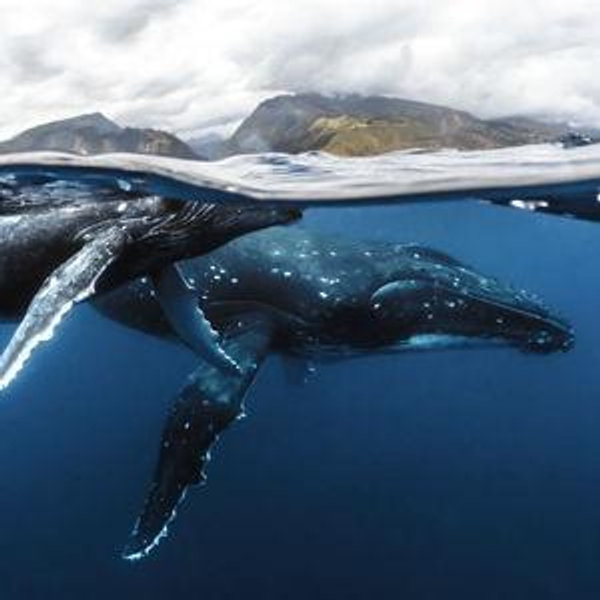 Swim With Humpback Whales