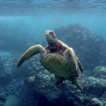 Premium Turtle Town Kayak and Snorkel Tour