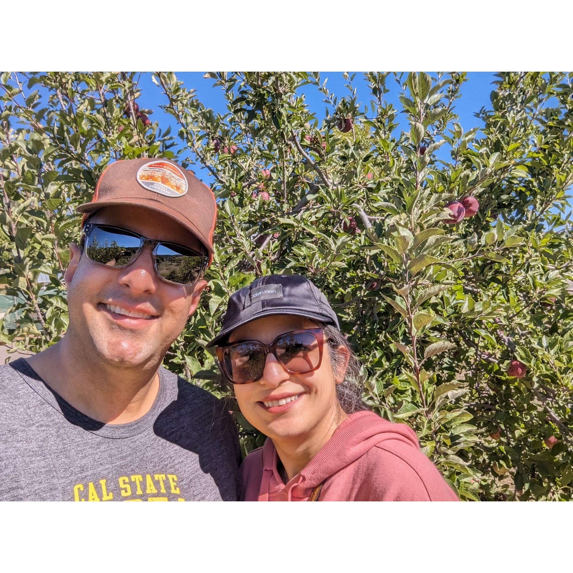 Apple picking in Julian, CA