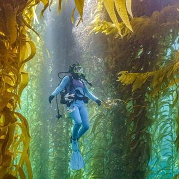 Scuba Diving for Two - New Zealand Honeymoon