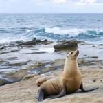 La Jolla Cove and La Jolla Shores Park