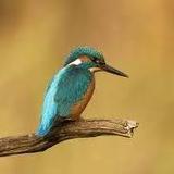 Terres d'Oiseaux