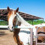 Check out the stables