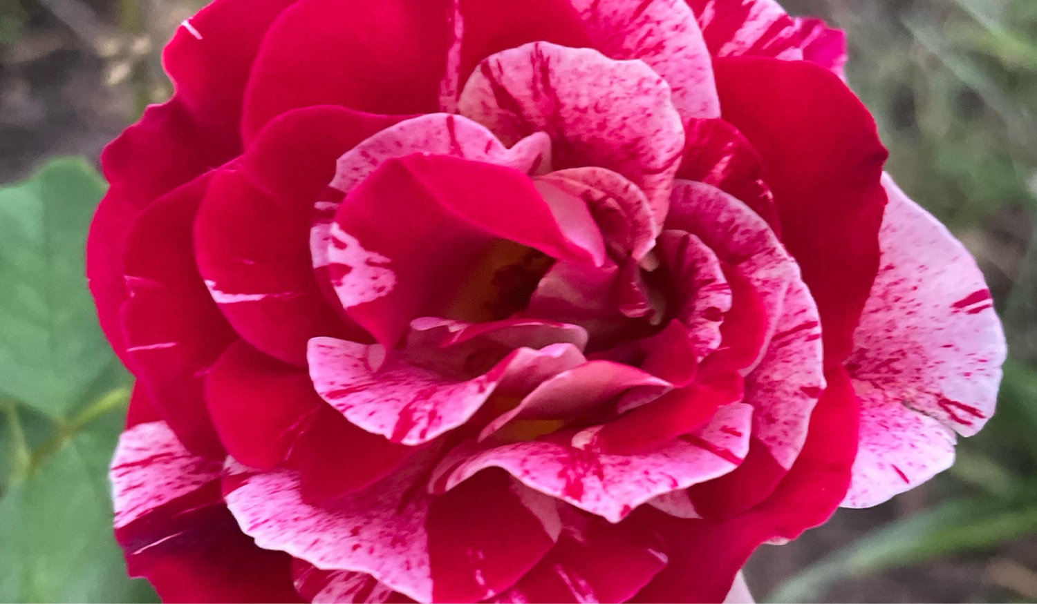 The Wedding Website of Lily Hersh and Ryan Hersh