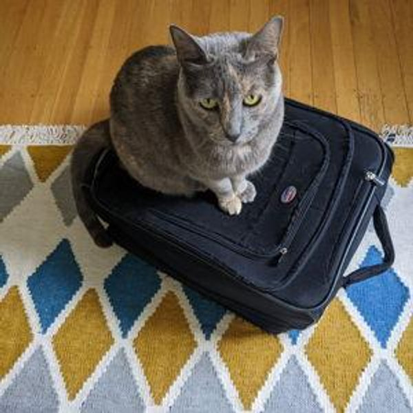 Honeymoon Airfare