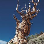 Ancient Bristlecone Pine Forest